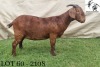 1X KALAHARI RED PREGNANT STUD DOE ARMALEO BOERDERY