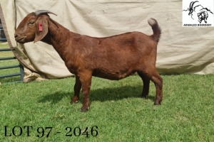 1X KALAHARI RED PREGNANT FLOCK DOE ARMALEO BOERDERY