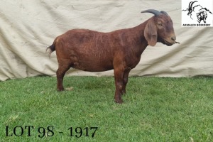 1X KALAHARI RED PREGNANT FLOCK DOE ARMALEO BOERDERY