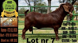 WITHDRAWN - X KALAHARI RED BUCK BLG STUD BREEDERS