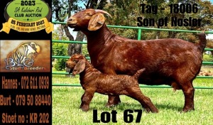 1+1X KALAHARI RED PREGNANT FLOCK DOE BLG STUD BREEDERS