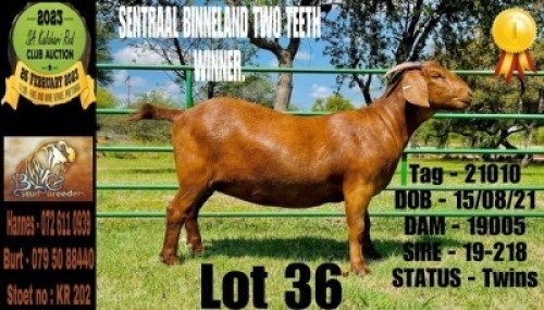 1X KALAHARI RED FLOCK DOE BLG STUD BREEDERS