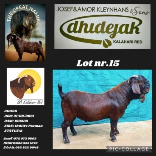 1X KALAHARI RED STUD BUCK DHIDEJAK