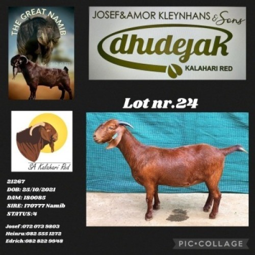 1X KALAHARI RED PREGNANT FLOCK DOE DHIDEJAK