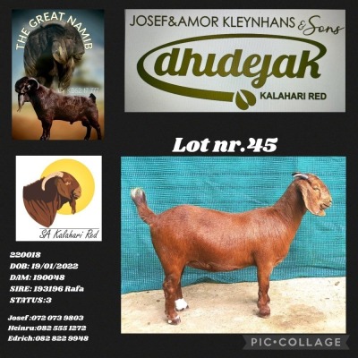 1X KALAHARI RED PREGNANT FLOCK DOE DHIDEJAK