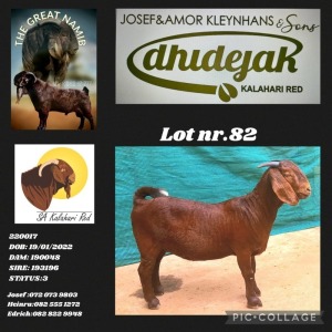 1X KALAHARI RED PREGNANT STUD DOE DHIDEJAK