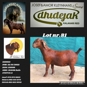 1X KALAHARI RED PREGNANT FLOCK DOE DHIDEJAK