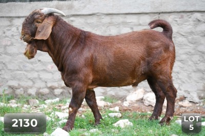 1X KALAHARI RED FLOCK BUCK DIAMANTVELD BOERBOKSTOET