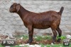 1X KALAHARI RED FLOCK DOE DIAMANTVELD BOERBOKSTOET