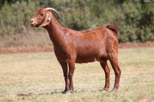 1 X F KALAHARI RED LEANDRIE DU TOIT