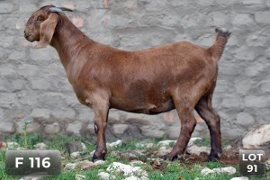 1X KALAHARI RED PREGNANT STUD DOE DIAMANTVELD BOERBOKSTOET