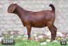 1X KALAHARI RED FLOCK DOE DIAMANTVELD BOERBOKSTOET