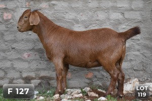 1X KALAHARI RED STUD DOE DIAMANTVELD BOERBOKSTOET