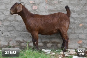 1X KALAHARI RED PREGNANT FLOCK DOE DIAMANTVELD BOERBOKSTOET