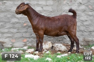 1X KALAHARI RED PREGNANT STUD DOE DIAMANTVELD BOERBOKSTOET