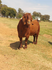 1x KALAHARI RED FLOCK BUCK KAULANI RANCH