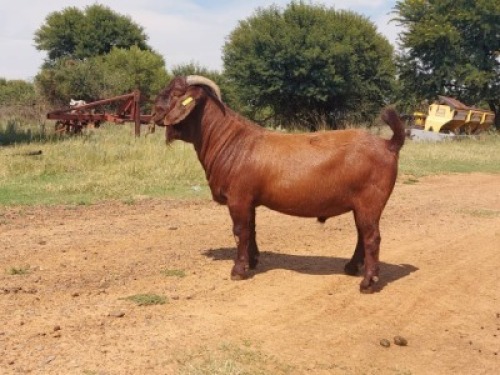 1x KALAHARI RED FLOCK BUCK KAULANI RANCH