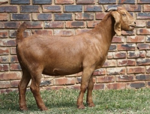 1X KALAHARI RED PREGNANT FLOCK DOE LARU REDS (KR193)
