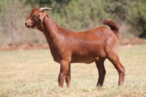 1 X F KALAHARI RED LEANDRIE DU TOIT