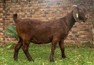 1X KALAHARI RED PREGNANT FLOCK DOE LARU REDS (KR193)