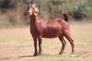 1 X F KALAHARI RED LEANDRIE DU TOIT