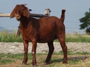 1X KALAHARI RED FLOCK DOE NICMAR LANDGOED