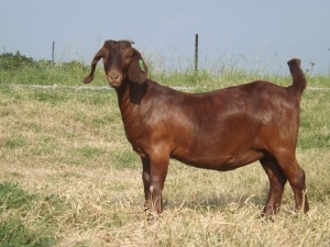 1X KALAHARI RED FLOCK DOE NICMAR LANDGOED