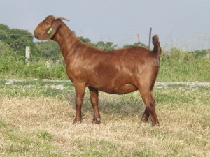 1X KALAHARI RED FLOCK DOE NICMAR LANDGOED