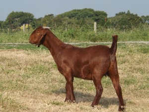 1X KALAHARI RED FLOCK DOE NICMAR LANDGOED