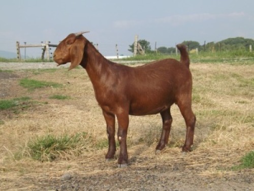 1X KALAHARI RED PS DOE NICMAR LANDGOED