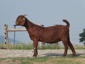 1X KALAHARI RED FLOCK DOE NICMAR LANDGOED