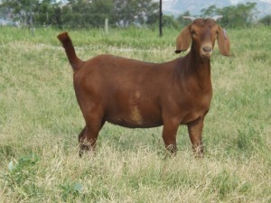 1X KALAHARI RED FLOCK DOE NICMAR LANDGOED