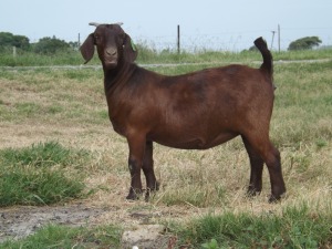 1X KALAHARI RED FLOCK DOE NICMAR LANDGOED