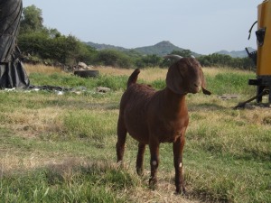 WITHDRAWN - 1X KALAHARI RED DOE NICMAR LANDGOED