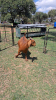 1X KALAHARI RED PREGNANT FLOCK DOE POEN DE BRUYN STOET - 3