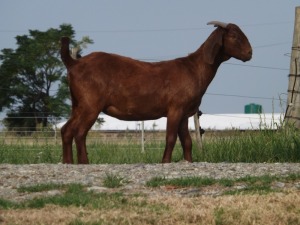 1X KALAHARI RED FLOCK DOE NICMAR LANDGOED