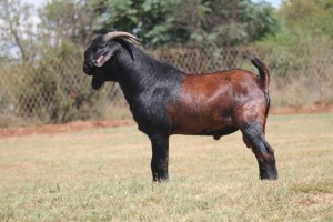 1 X M CAPE LOB EAR LIVESTOCK 88 84