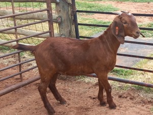 WITHDRAWN - 1X KALAHARI RED DOE KILIMANJARO STOET