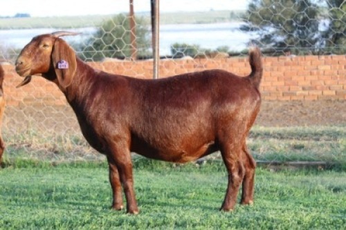 1X KALAHARI RED PREGNANT FLOCK DOE ANANA KALAHARI REDS