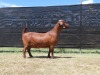 1X KALAHARI RED FLOCK DOE VAN HEERDEN STOET - 2