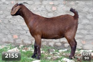 1X KALAHARI RED FLOCK DOE DIAMANTVELD BOERBOKSTOET