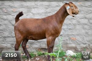 1X KALAHARI RED FLOCK DOE DIAMANTVELD BOERBOKSTOET