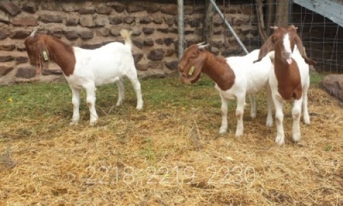 3X BOERBOK OOI DONKERPOORT BOERBOKSTOET (Pay per piece to take all)