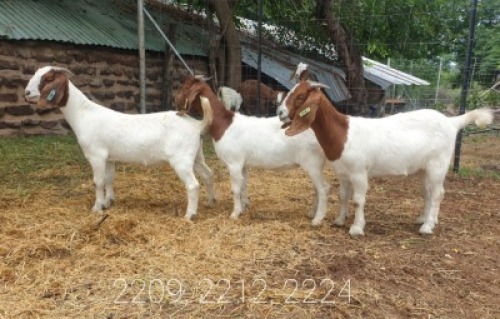 3X BOERBOK OOI DONKERPOORT BOERBOKSTOET (Pay per piece to take all)