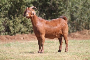 1 X F KALAHARI RED LEANDRIE DU TOIT