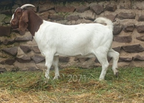1X BOERBOK OOI WIMPIE SCHOEMAN BOERBOKSTOET