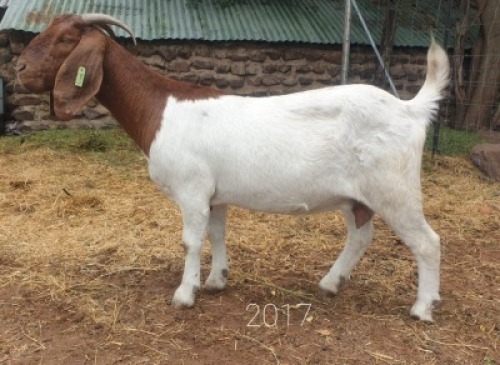 1X BOERBOK OOI PAUL MOORE BOERBOKSTOET