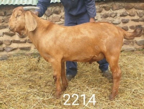 1X KALAHARI RED RAM DONKERPOORT BOERBOKSTOET