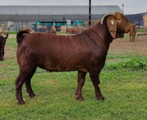 WITHDRAWN - 1X KALAHARI RED BUCK ANTOINETTE DRY
