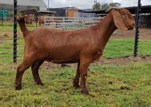 1X KALAHARI RED STUD DOE ANTOINETTE DRY